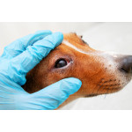 Vetericyn PLUS VF, veterinárny, anti infekčný čistič okolia očí, 55ml