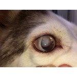 VISON BERRY, podpora liečby a profylaxia závažných chorôb očí, 60 kapsúl