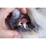 Dental deep - zdravé zuby